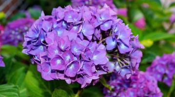 Loài hoa màu tím đẹp nhất