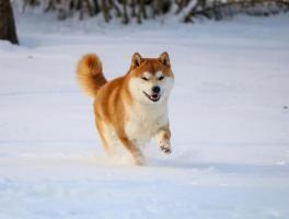 Địa chỉ mua chó Shiba uy tín