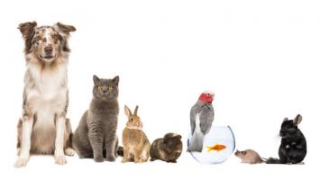 Thú cưng thường được nuôi trong nhà