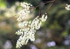 Mùa hoa đẹp nhất tháng Ba của Hà Nội