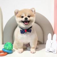 Dịch vụ chăm sóc thú cưng uy tín nhất tại TP.HCM