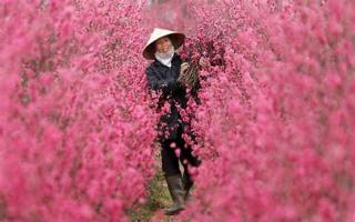 Chợ hoa đẹp nhất Hà Nội dịp Tết Nguyên Đán