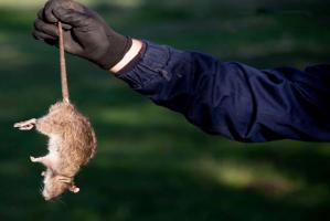 Thuốc diệt chuột tốt nhất hiện nay