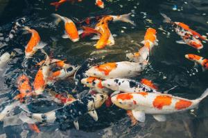 Quán cà phê cá Koi thu hút khách nhất tại Kiên Giang