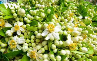 Bài thơ hay viết về hoa bưởi