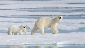 Loài động vật có vẻ ngoài đẹp nhất tại Bắc Cực