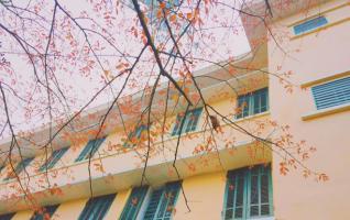 Trường tiểu học tốt nhất huyện Thường Tín, Hà Nội