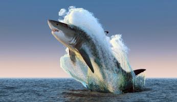 Loài cá bơi nhanh nhất thế giới
