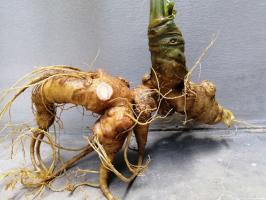 Địa chỉ mua sâm ngọc linh uy tín, giá tốt nhất Việt Nam