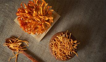 Cửa hàng bán đông trùng hạ thảo uy tín nhất tại Hà Nội