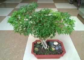 Cây thuốc nam gần gũi trị bệnh hiệu quả trong dân gian