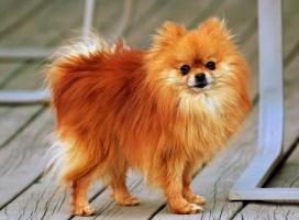 Loài chó nhỏ nhất và dễ thương nhất thế giới