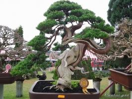 Cây bonsai đẹp nhất thế giới