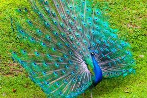 Loài chim đẹp nhất trên thế giới