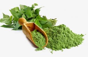 Địa chỉ bán bột diếp cá chất lượng nhất tại Hà Nội