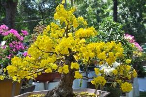 Loại hoa chậu hứa hẹn sẽ 