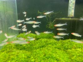 Địa chỉ bán cá cảnh, bể cá cảnh đẹp, uy tín nhất tỉnh Phú Yên