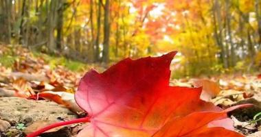 Bài thơ hay viết về mùa gió heo may