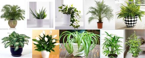 Cây tài lộc đặt trên bàn làm việc giúp phong thủy tốt