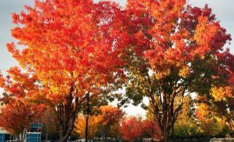 Bài văn phân tích đoạn trích 