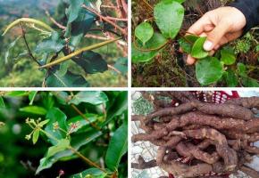 Địa chỉ mua hà thủ ô tốt nhất Sài Gòn