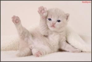 Khoảnh khắc về các chú mèo lười biếng đáng yêu nhất mọi thời đại