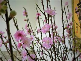 Bài văn phân tích 3 khổ thơ đầu bài Mùa xuân nho nhỏ của Thanh Hải hay nhất