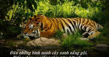 Bài văn phân tích hình tượng con hổ trong bài thơ 