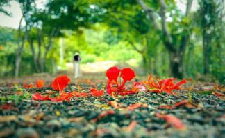 Giáo án thơ Mùa hạ tuyệt vời cho trẻ mầm non hay nhất