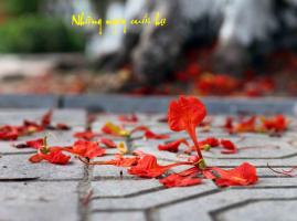 Bài thơ hay về những ngày cuối hạ