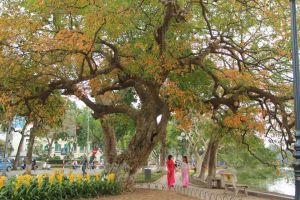 Bài thơ hay viết về mùa thu Hà Nội