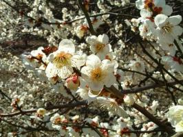 Bài văn phân tích Cõi lá của Đỗ Phấn (Ngữ văn 11) hay nhất