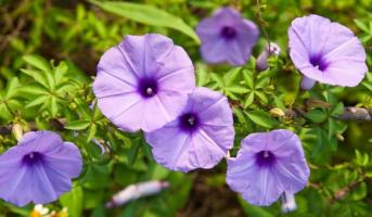 Bài văn, đoạn văn phân tích tác phẩm Hoa bìm (Ngữ văn 6) hay nhất