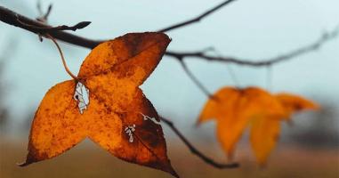 Bài văn phân tích bài thơ Thu vịnh (Nguyễn Khuyến) hay nhất