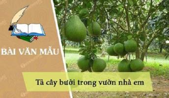 Bài văn tả cây bưởi (lớp 4) hay nhất