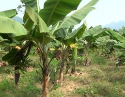 Bài văn tả cây chuối hay nhất