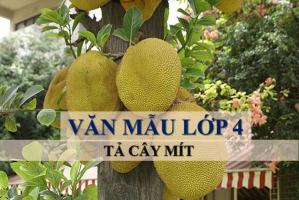 Bài văn tả cây mít (lớp 4) hay nhất
