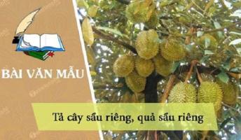Bài văn tả cây sầu riêng (lớp 4) hay nhất