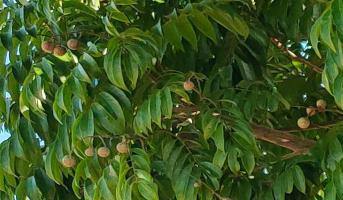 Bài văn tả cây sấu hay nhất