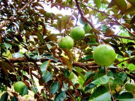 Bài văn tả cây vú sữa trong vườn nhà em (lớp 4) hay nhất