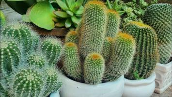 Bài văn tả cây xương rồng hay nhất