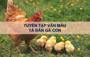 Bài văn tả đàn gà con hay nhất