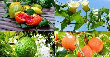 Bài văn tả giàn cây gấc (lớp 5) hay nhất