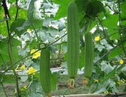 Bài văn tả một giàn cây leo hay nhất