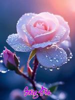 Bài thơ hay về hoa hồng