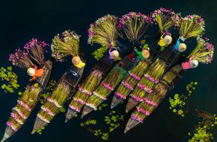 Loài cây dân dã gợi nhớ miền Tây