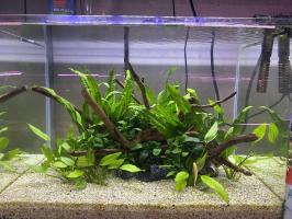 Địa chỉ bán cây thủy sinh uy tín nhất tại Hà Nội