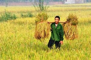 Website về nông nghiệp uy tín nhất Việt Nam