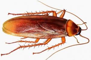 Cách diệt gián trong nhà đơn giản và hiệu quả nhất