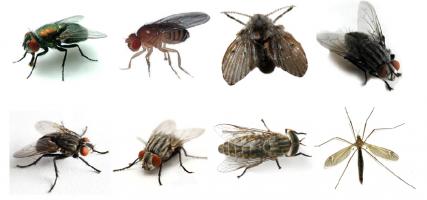 Cách diệt ruồi trong nhà hiệu quả mà an toàn